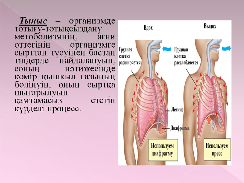 Тыныс – организмде тотығу-тотықсыздану метоболизмнің, яғни оттегінің организмге сырттан түсуінен бастап тіндерде пайдалануын, соның